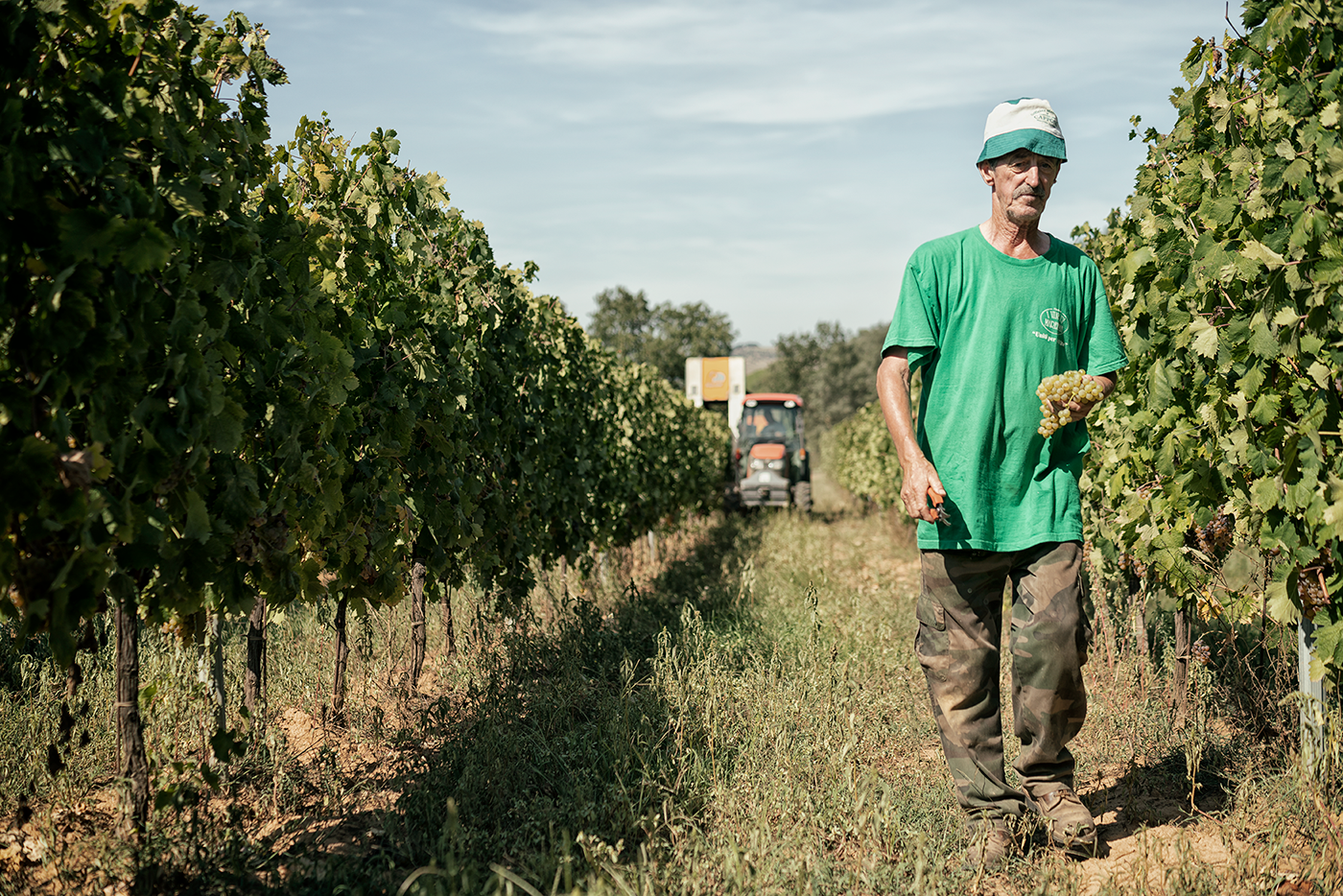 Photography  portrait wine harvest