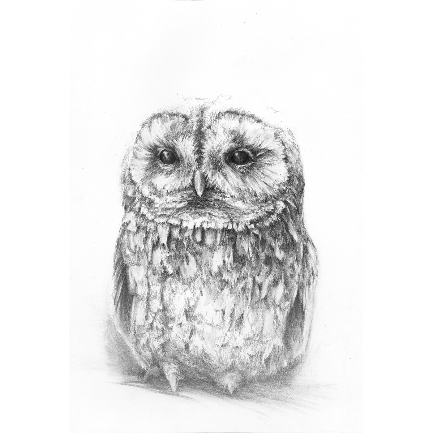 owl Nature Pencil drawing