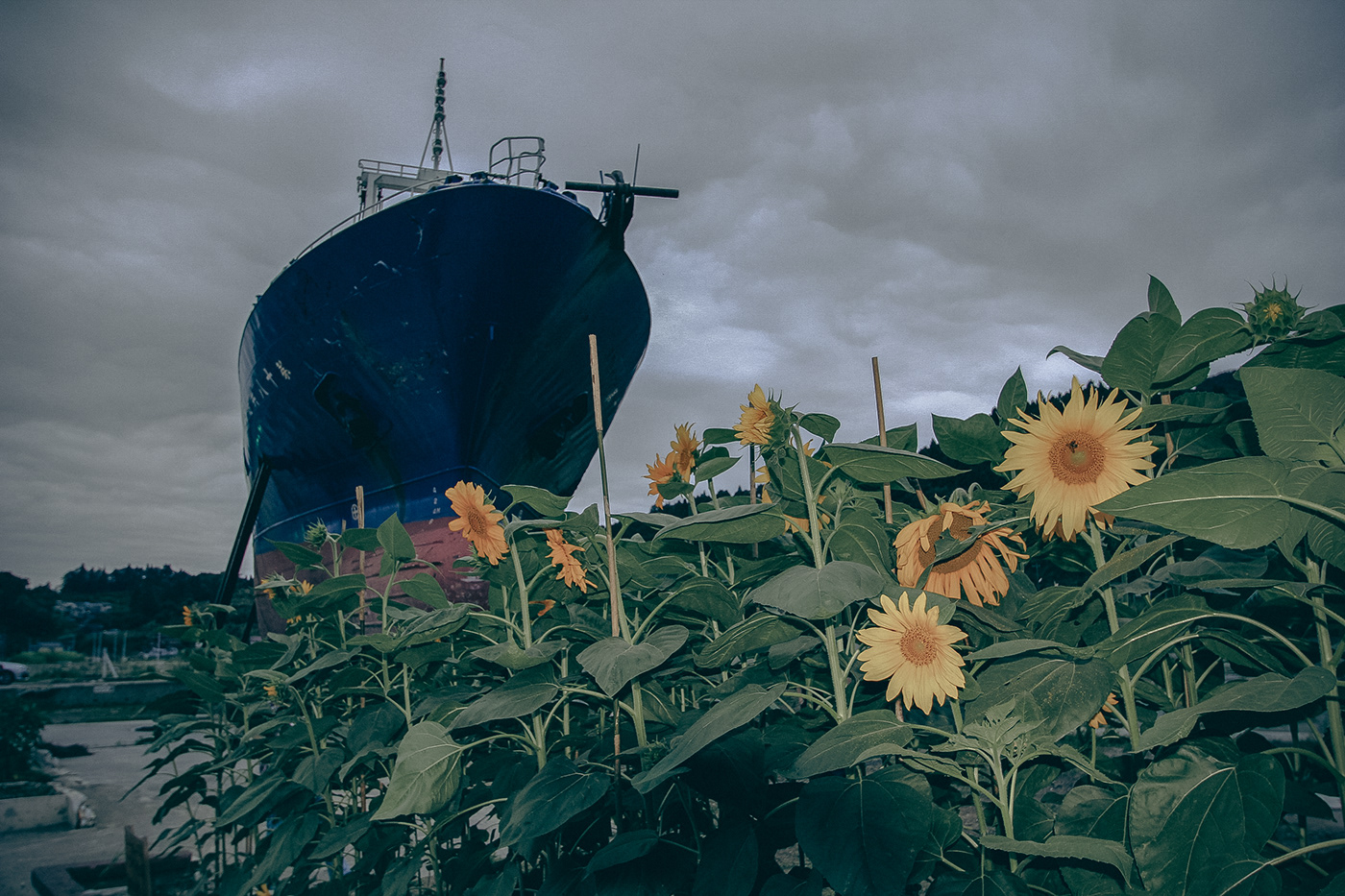 Canon Disaster area disaster recovery flower japan Landscape lightroom photographer Photography  Tohoku