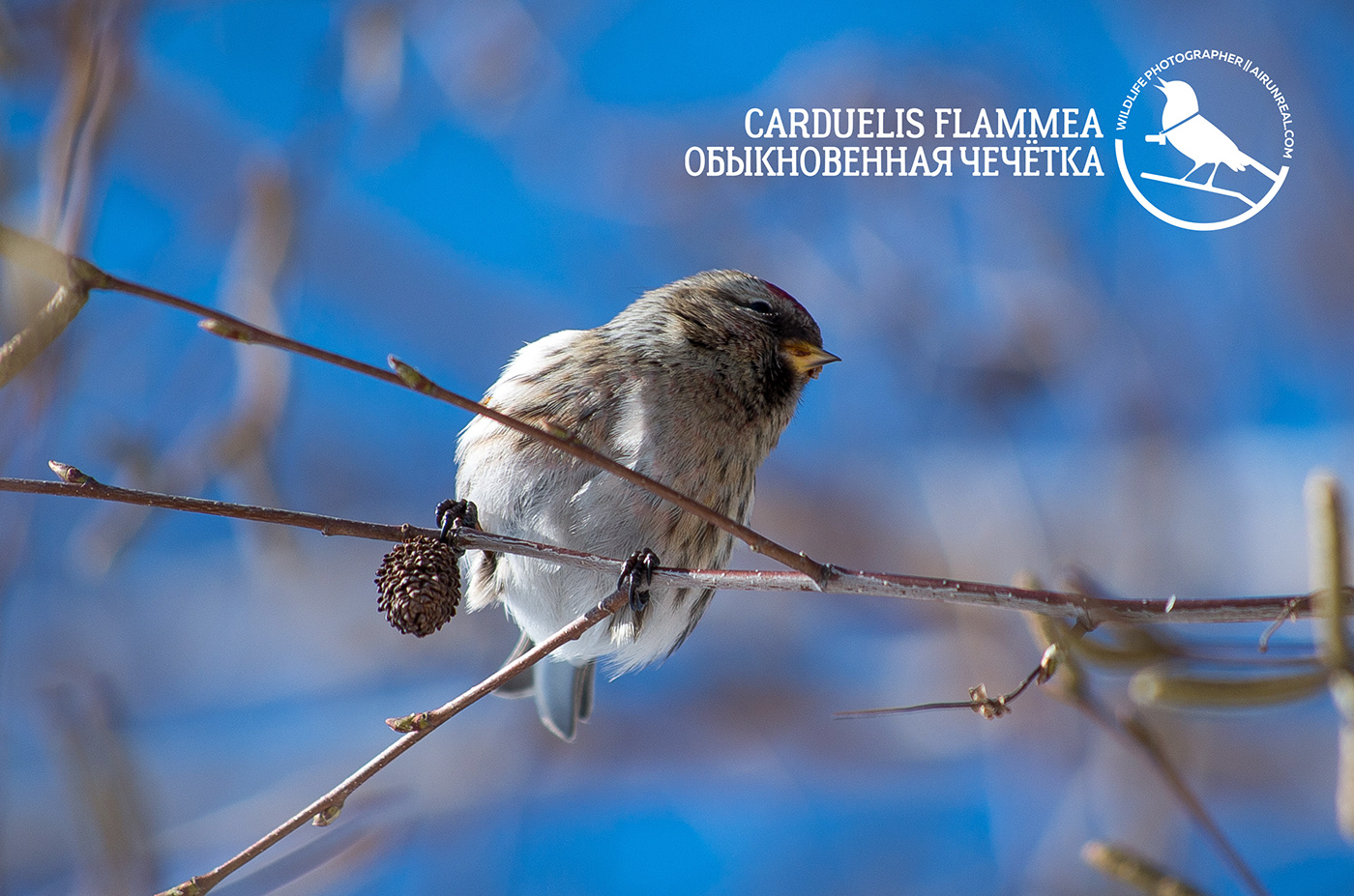 Carduelis flammea bird birds birdswatching volgograd Russia wildlife