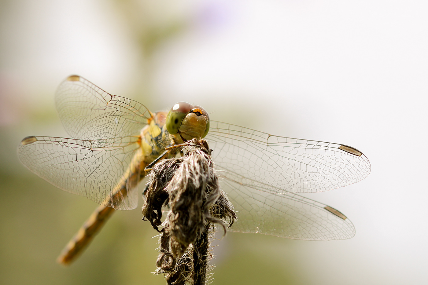 dragonfly insect Nature Photography  nature photography wildlife macro