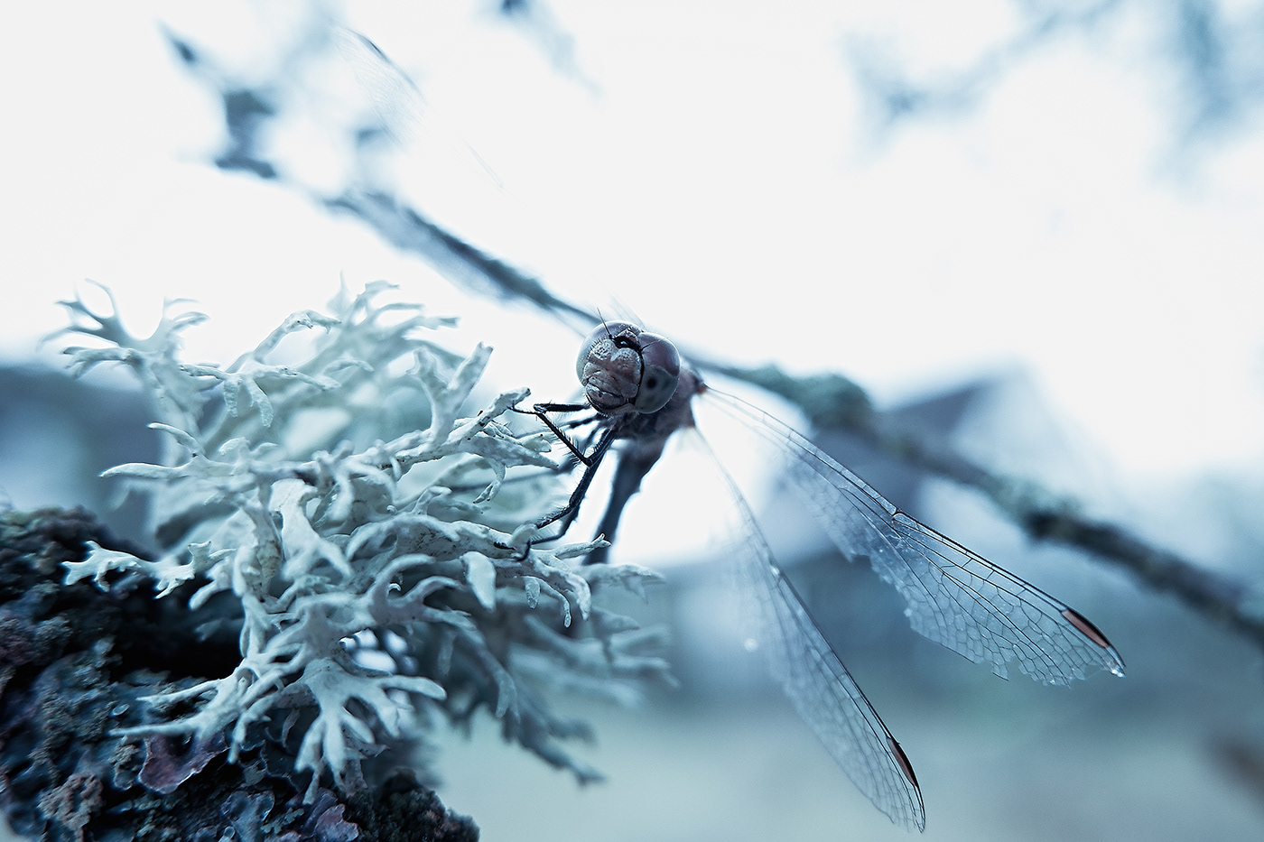 baterfly belarus invertebrate Landscape macro model Nature photographer Photography  portrait
