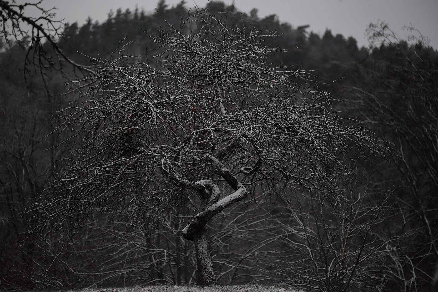 dark landscape lietuva lithuania Mindaugas Buivydas tree art trees
