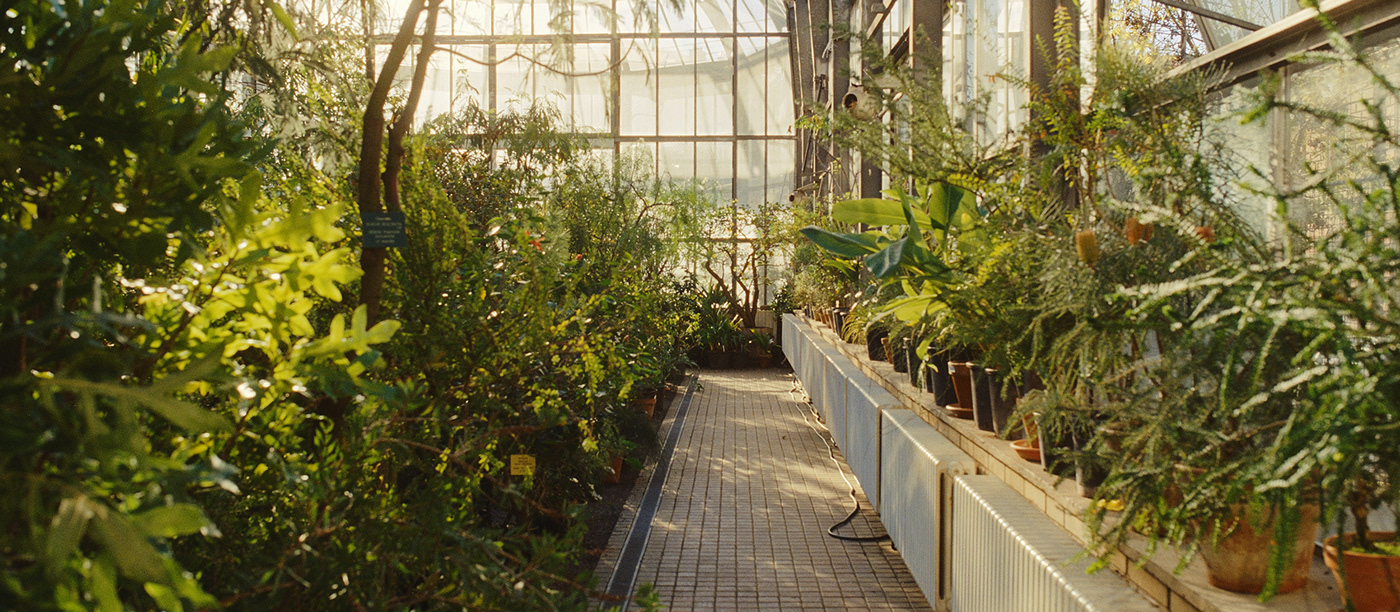 greenhouse plants botanical Flowers kodak 35mm film photography analog prague Czech Republic