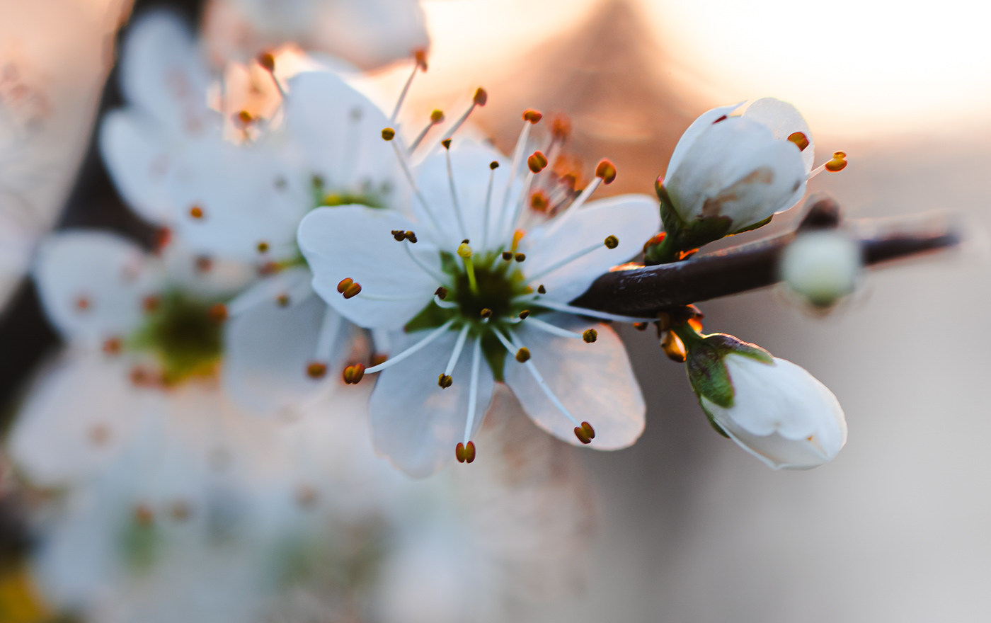 spring blossom soft