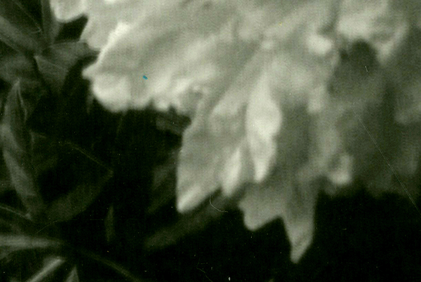 black and white Photography  Film   analog Pentax K1000 kodak massart