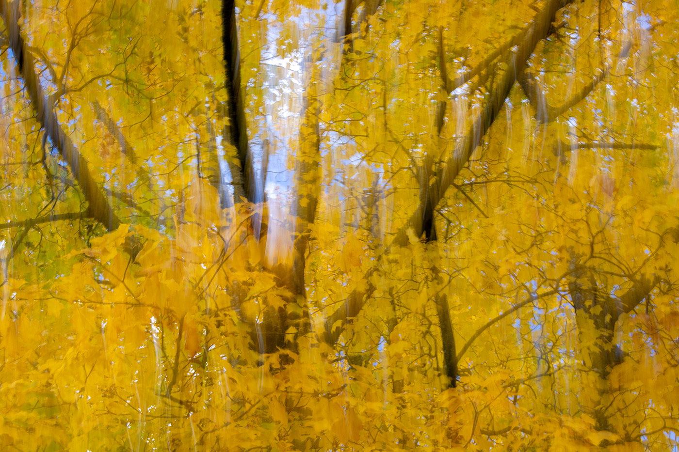 Nature trees autumn wind yellow ICM