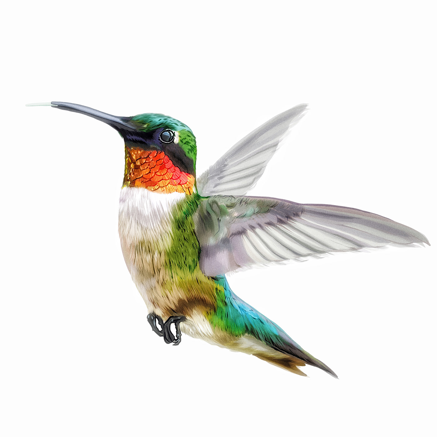 animal Beautiful bird colibri Drawing  fresco humming bird ILLUSTRATION  vector vector art
