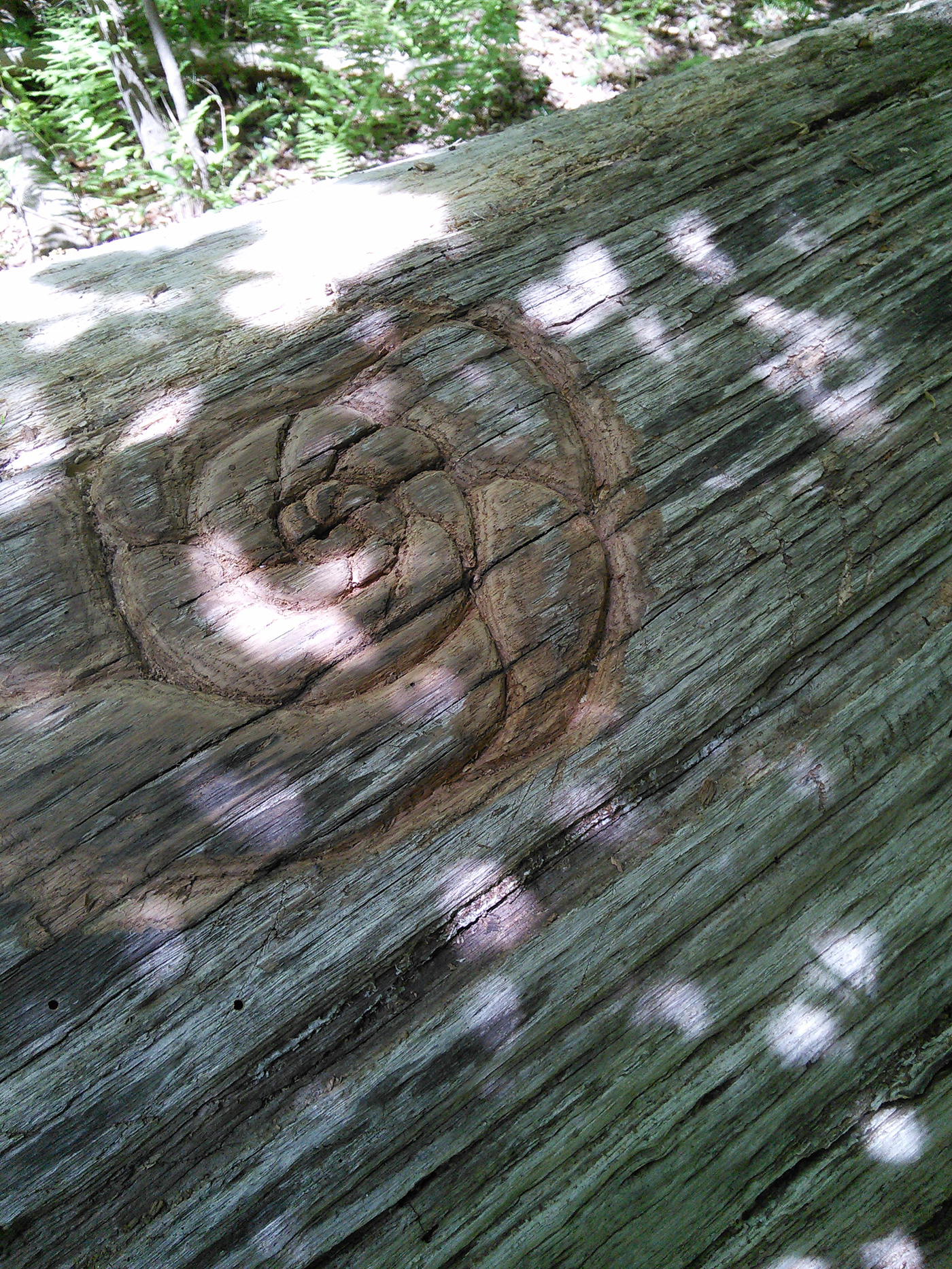 wood carving ammonite woods