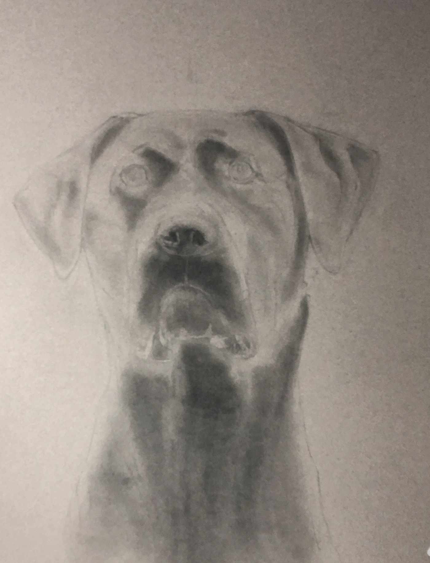 art artwork dog graphite graphite drawing portrait realistic