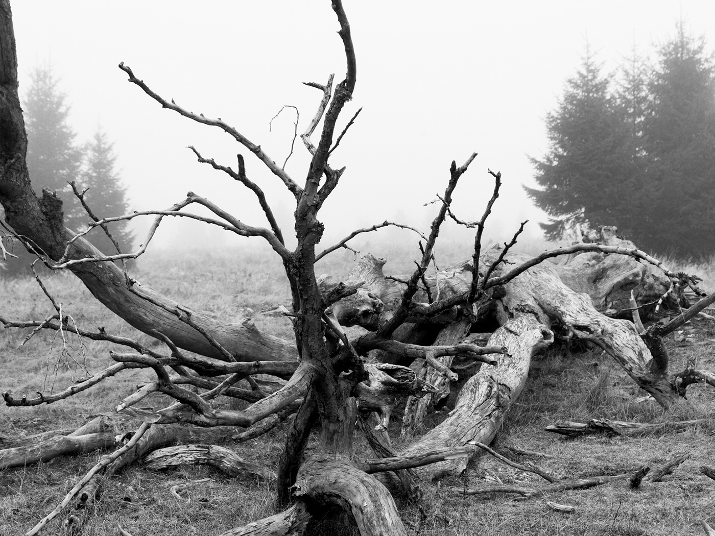 black and white bw czechia maple tree Nature rudolf vlcek sumava Tree 