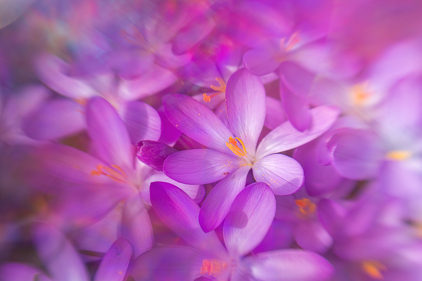 Lilac crocuses photographed with a lensbaby lens and prisms.