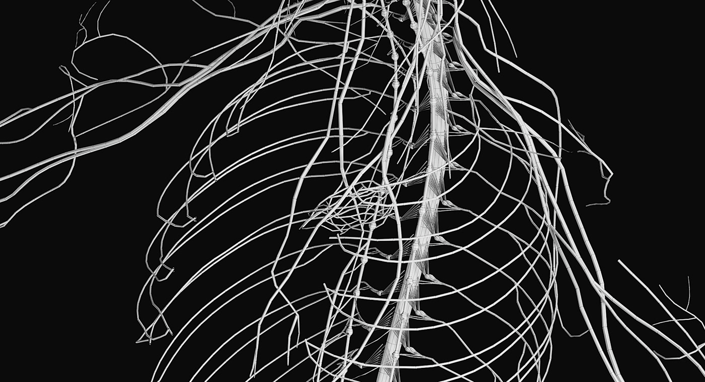 3D 3D model 3ds max anatomy brain corona nervous Nervous System organs vray