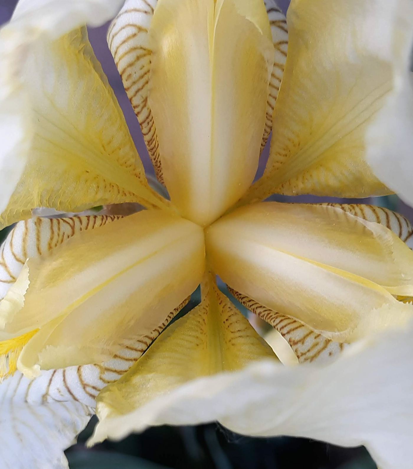 floral flower iris macro photo Photography  standards