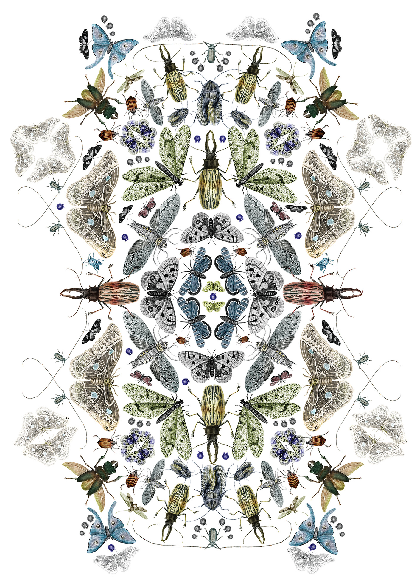biodiversity botanicalillustration butterflies ILLUSTRATION  insect moths poster PosterArt symmetry wings