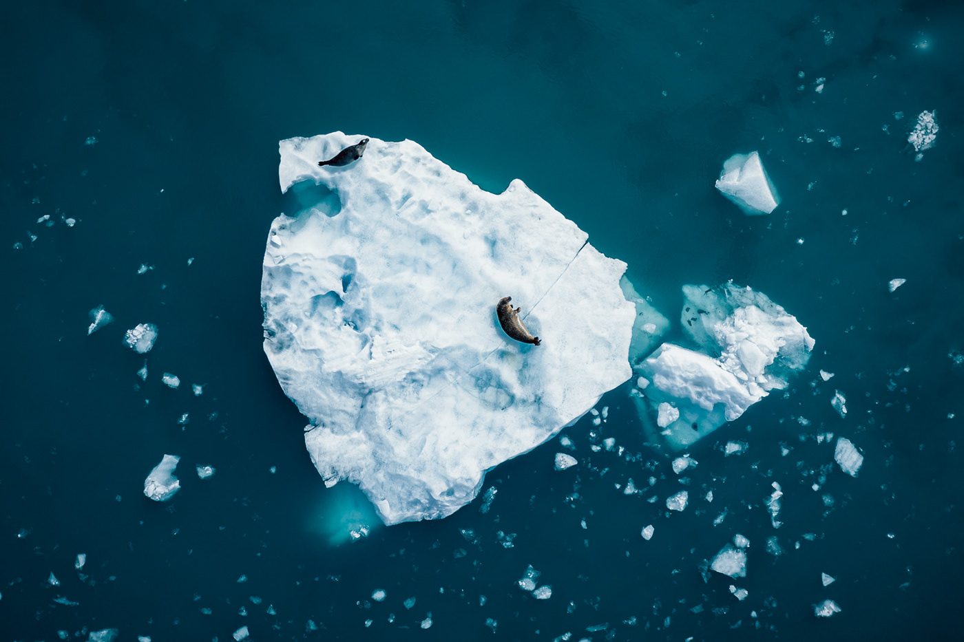 abstract animal Arctic ice iceberg lake Landscape water wildlife winter