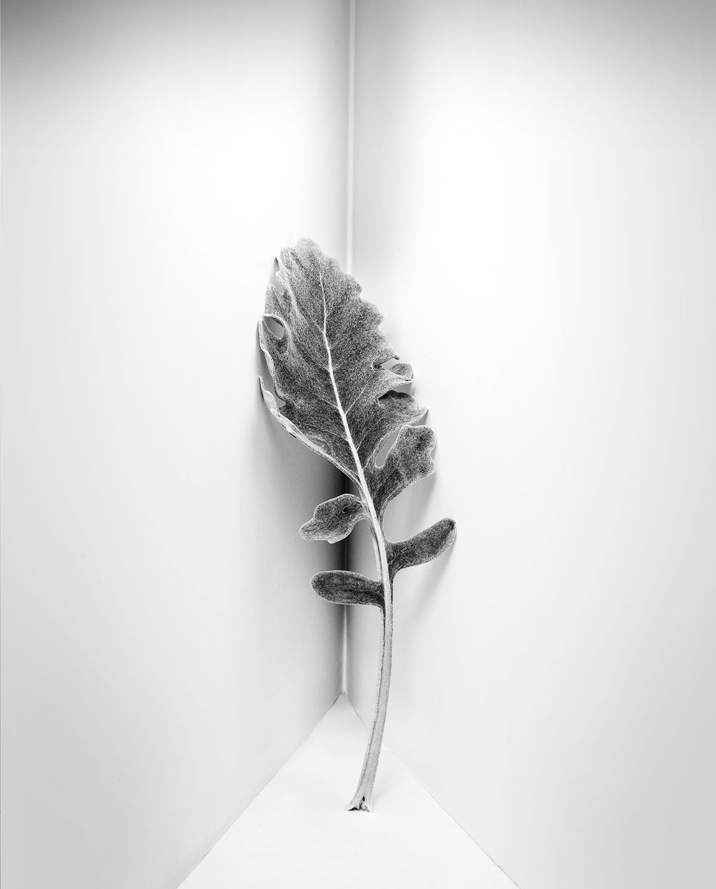 still life black and white medium format Product Photography david butler table top flower conceptual photography