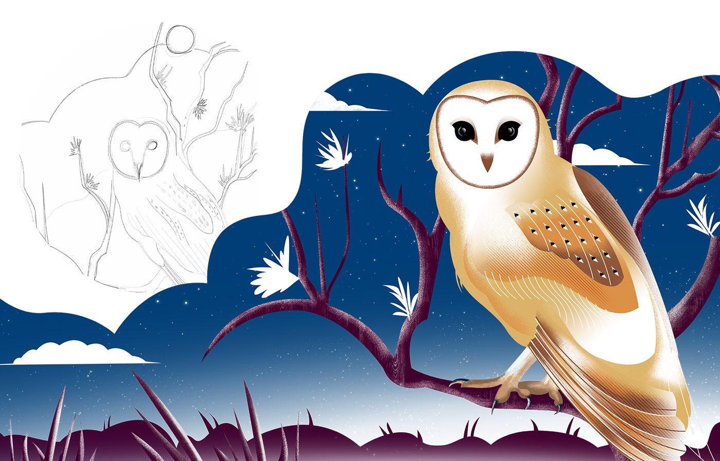 Barn Owl bird illustration and motion graphics design animation