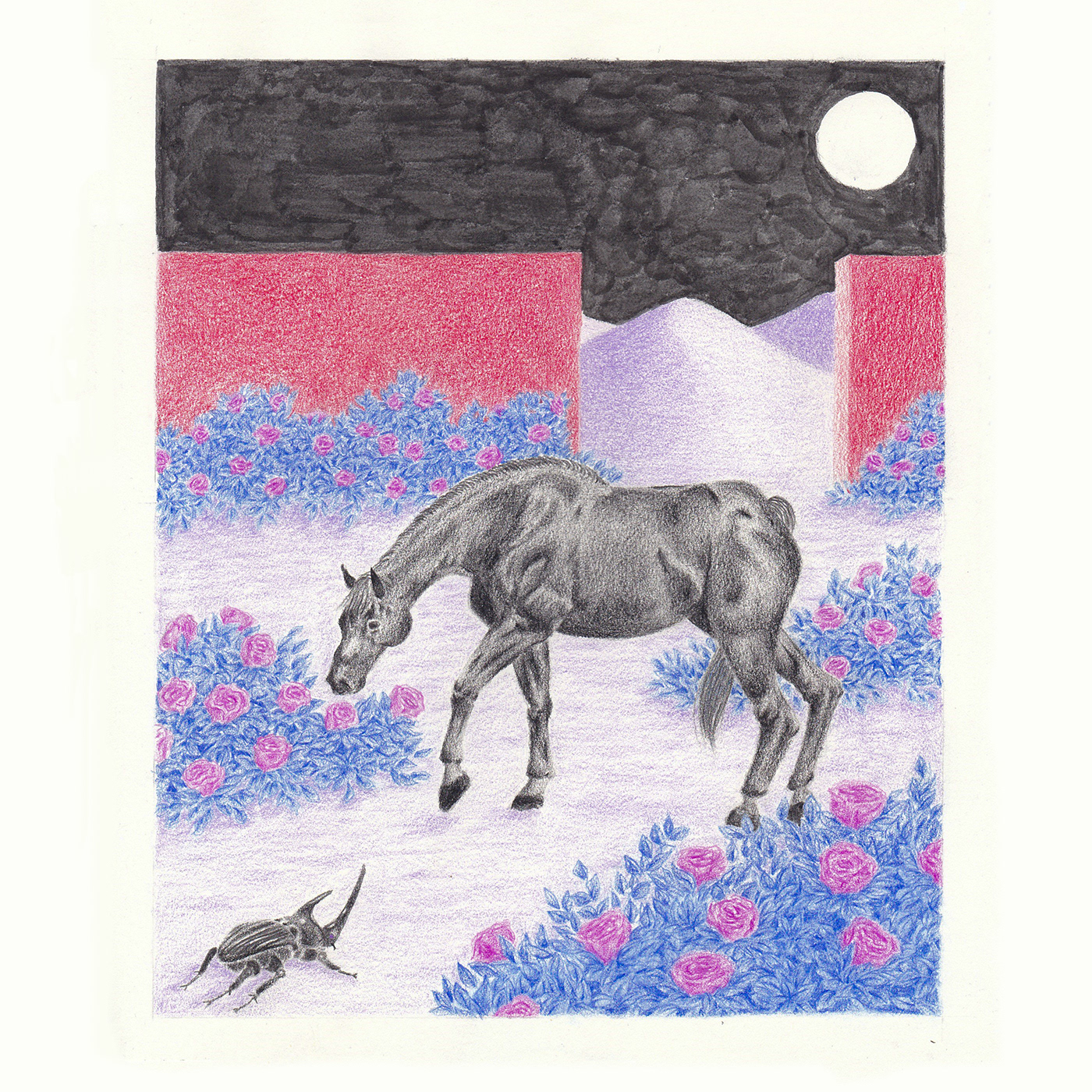 horse Drawing  ilustracion ILLUSTRATION  dibujo colored pencil