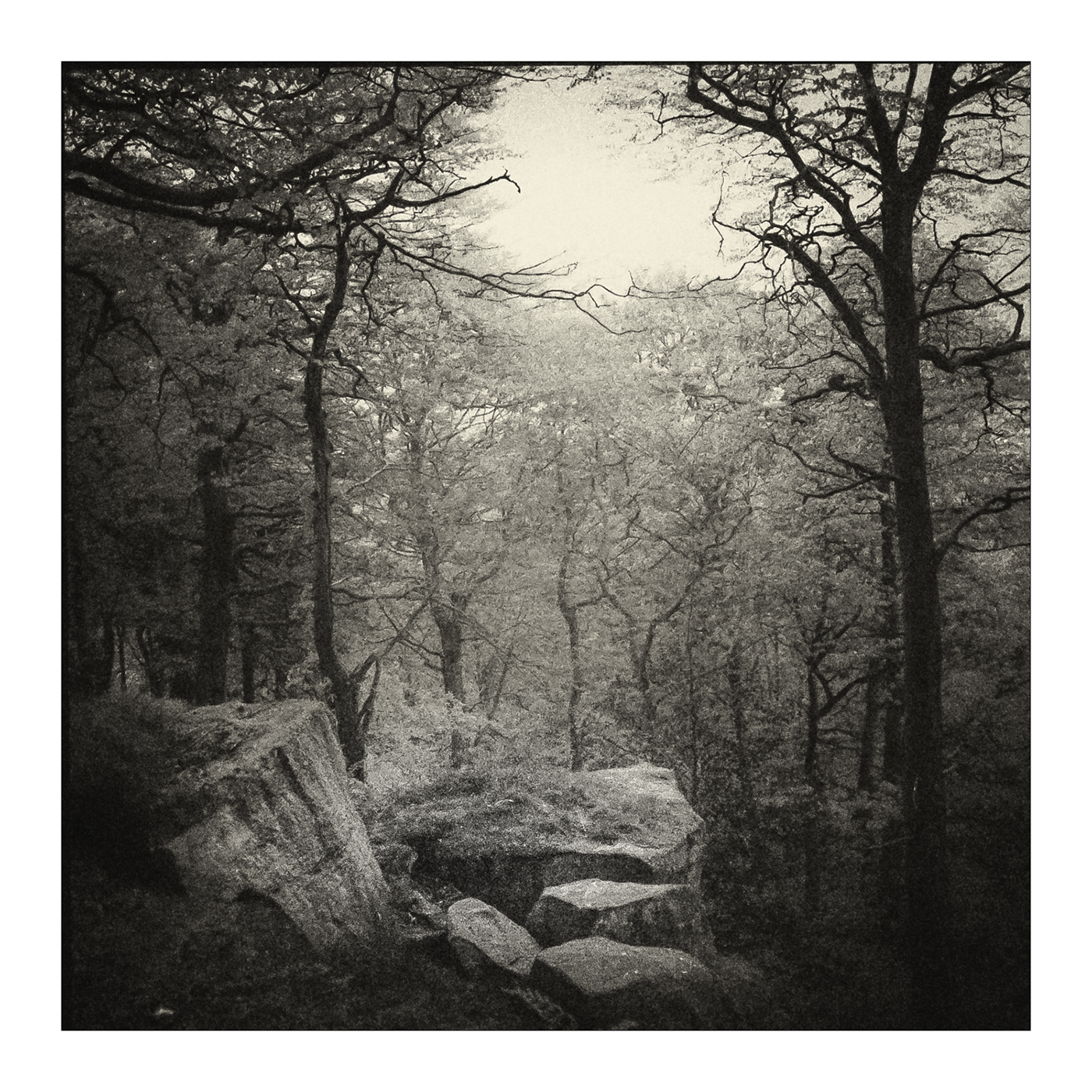 trees woodland black and white Film   Hasselblad Mamiya