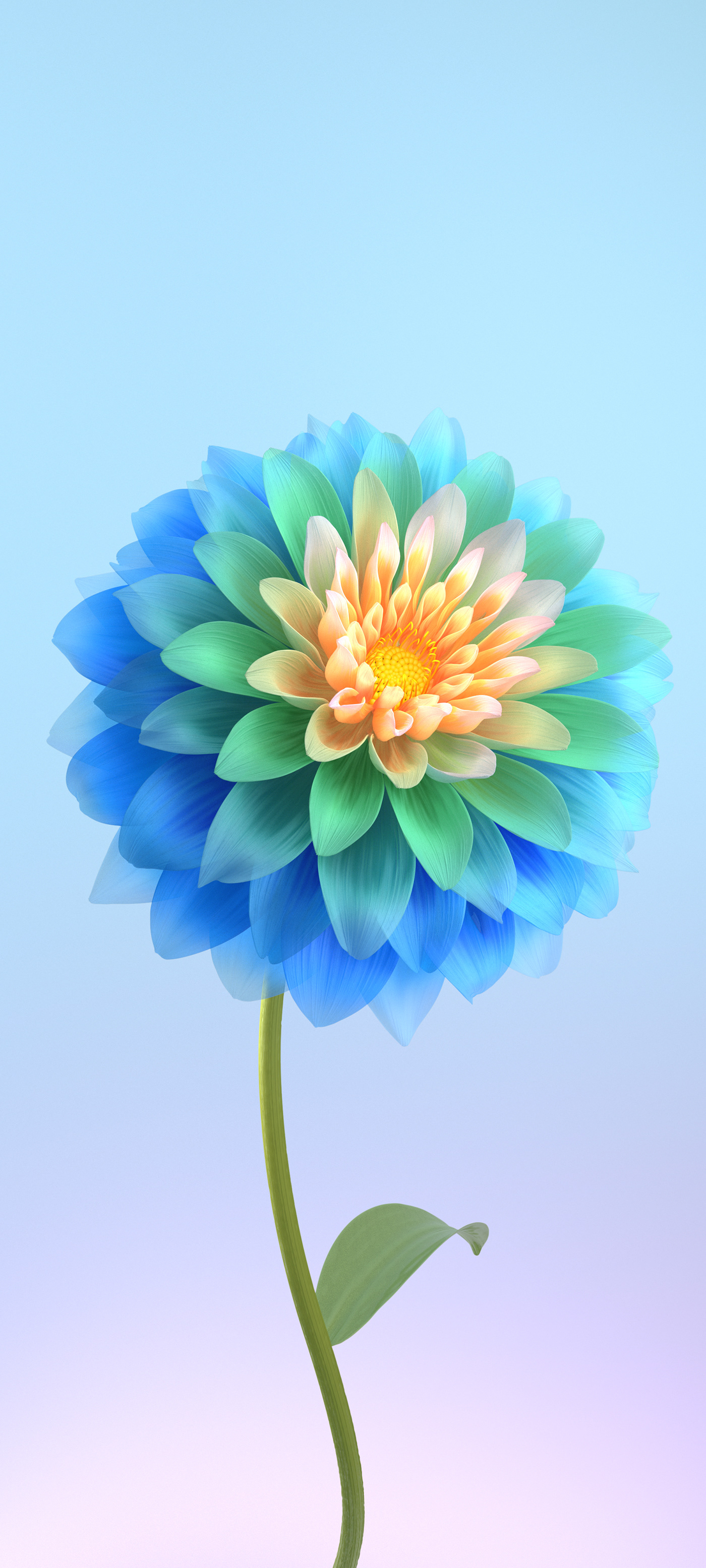 bloom colorful dinamic Flowers mobile phone smartphone Vivo wallpaper