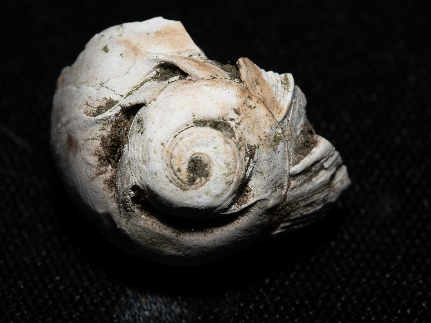 Fossil Nature Macro Photography snail