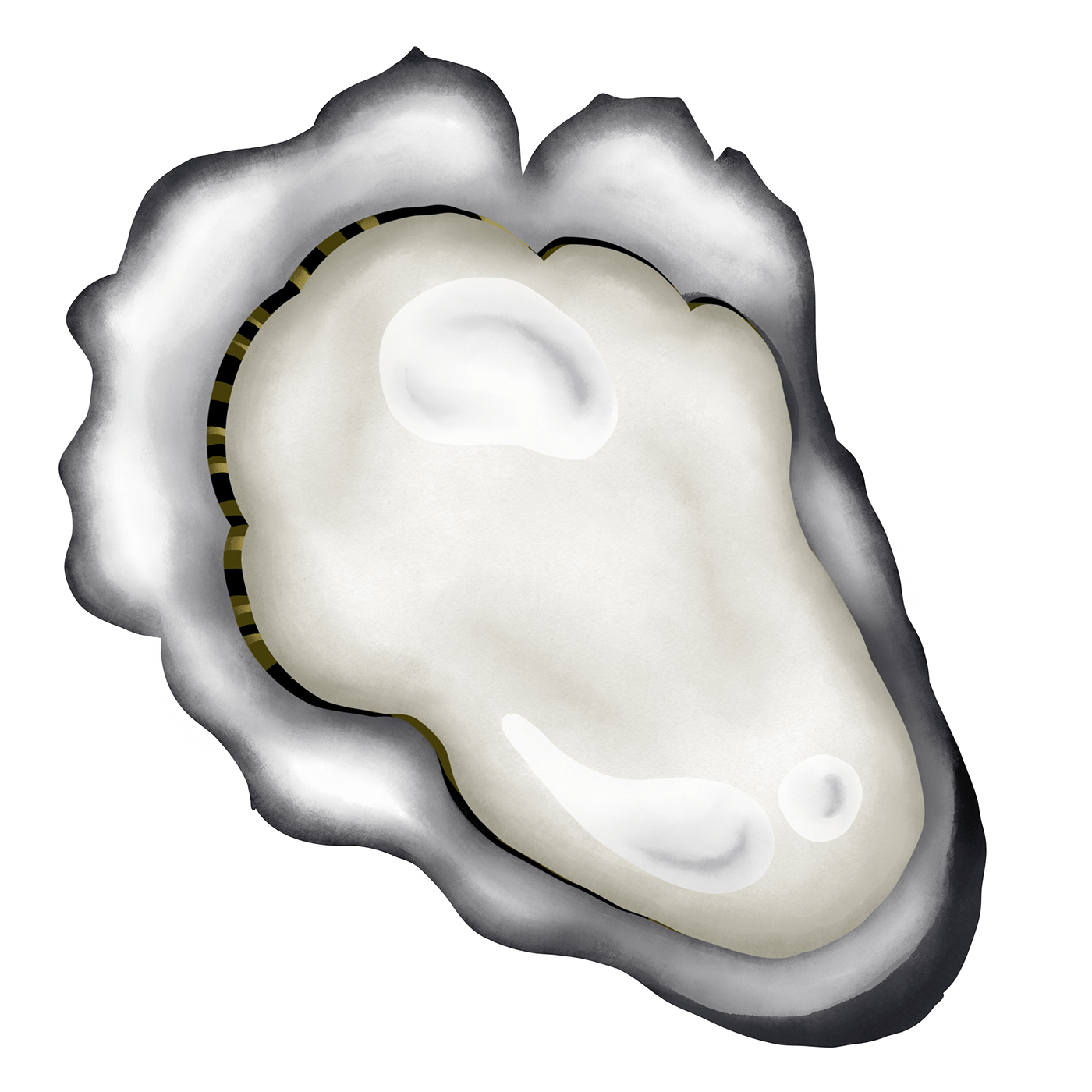 ILLUSTRATION  sea mussels oysters seafood
