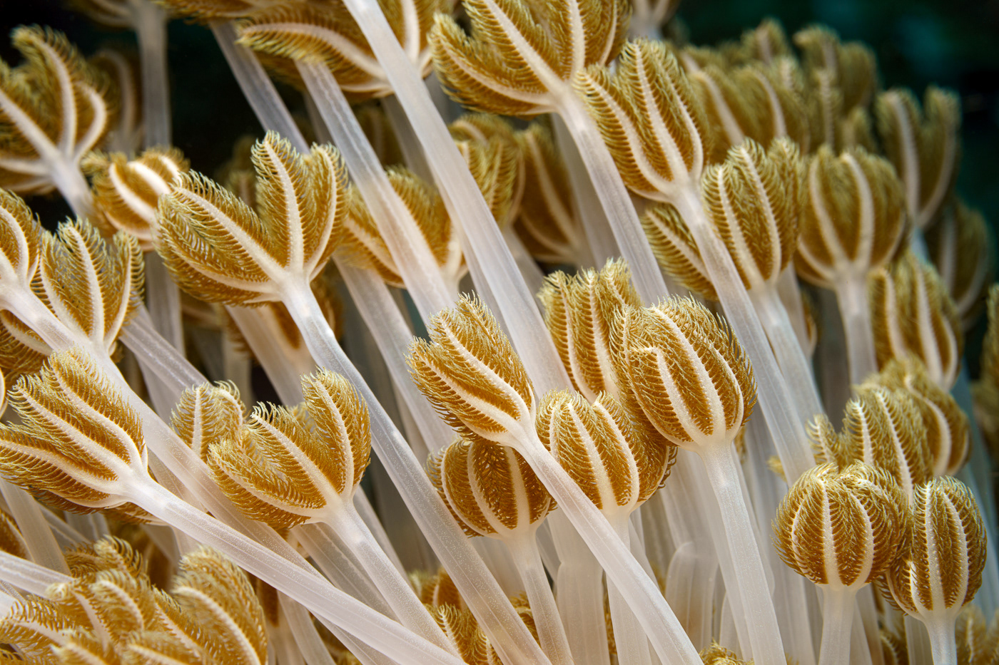 animal coral life macro marine Nature Ocean Photography  underwater beige