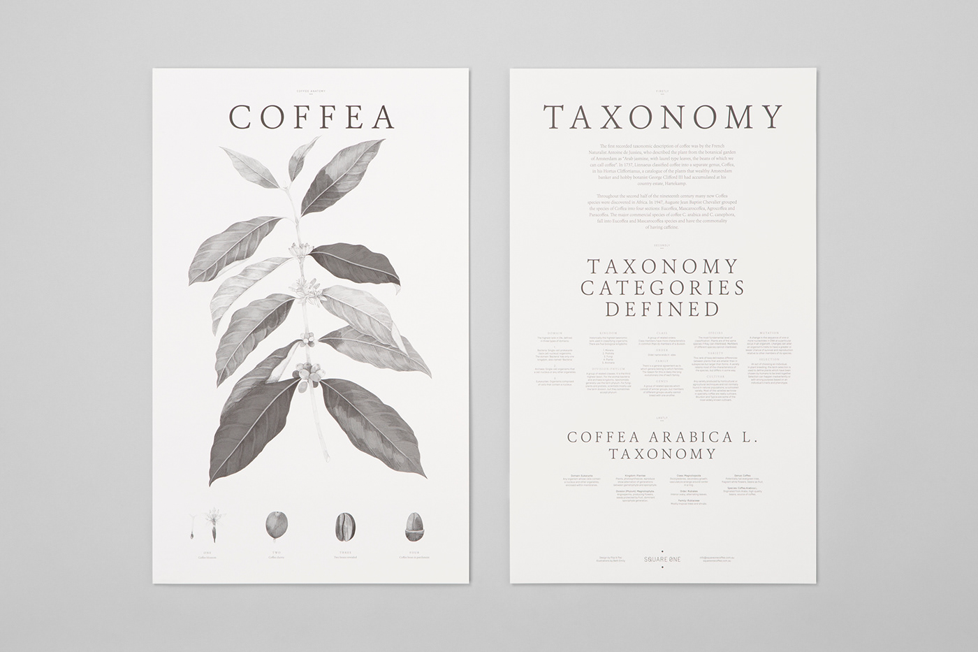Coffee taxonomy water colour black and white leafs Nature coffee beans Flowers luxury contemporary