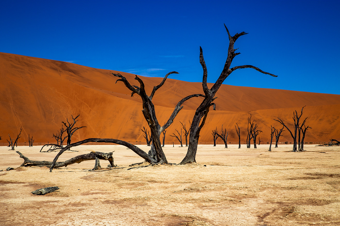 Trees of the Namib Desert, Deadvlei