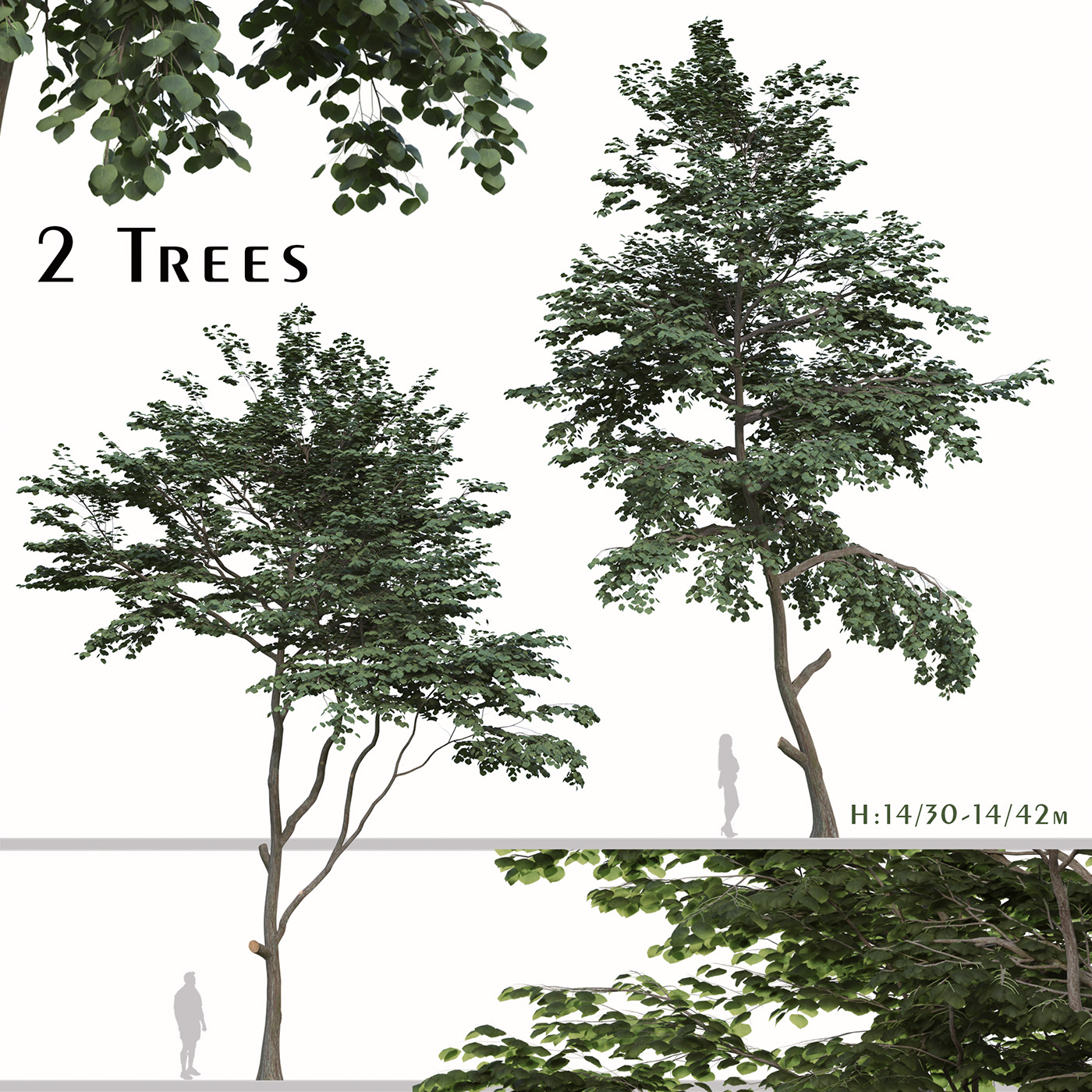 amur amurensis garden green Landscape leaves linden Tilia Tree  trunk