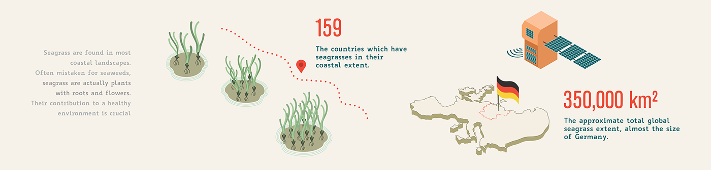 Global Seagrass Watch environmental project infographic ecosystem dlr seagrass marine Ocean coral climate change