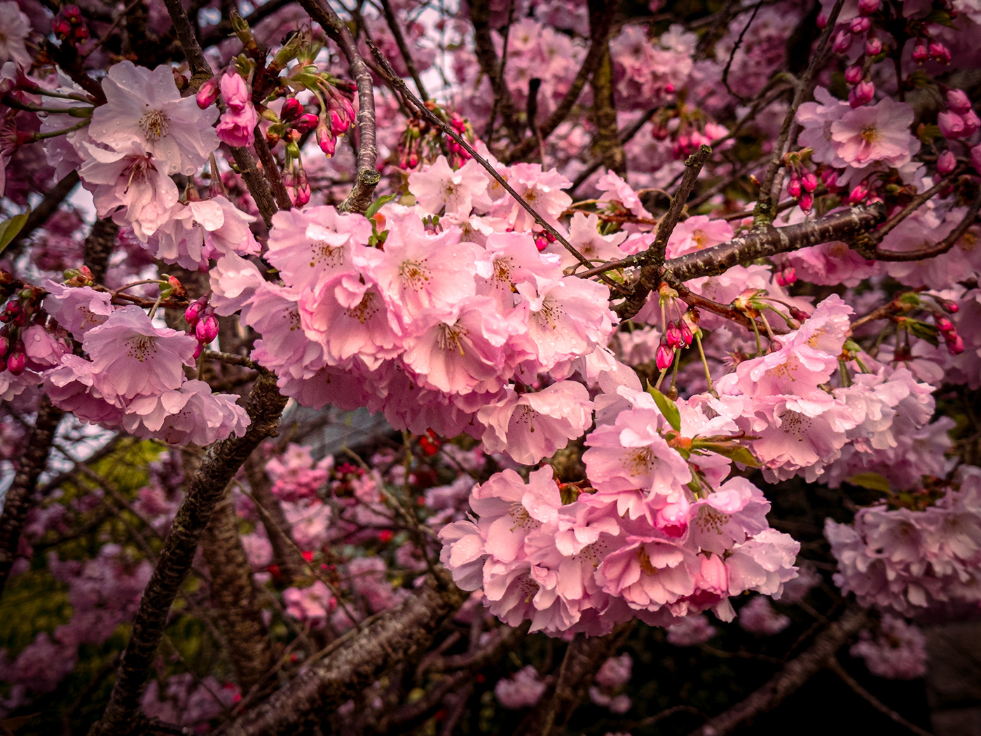 blossom flower spring france sakura pink Photography  lightroom Nature Cherry Blossom