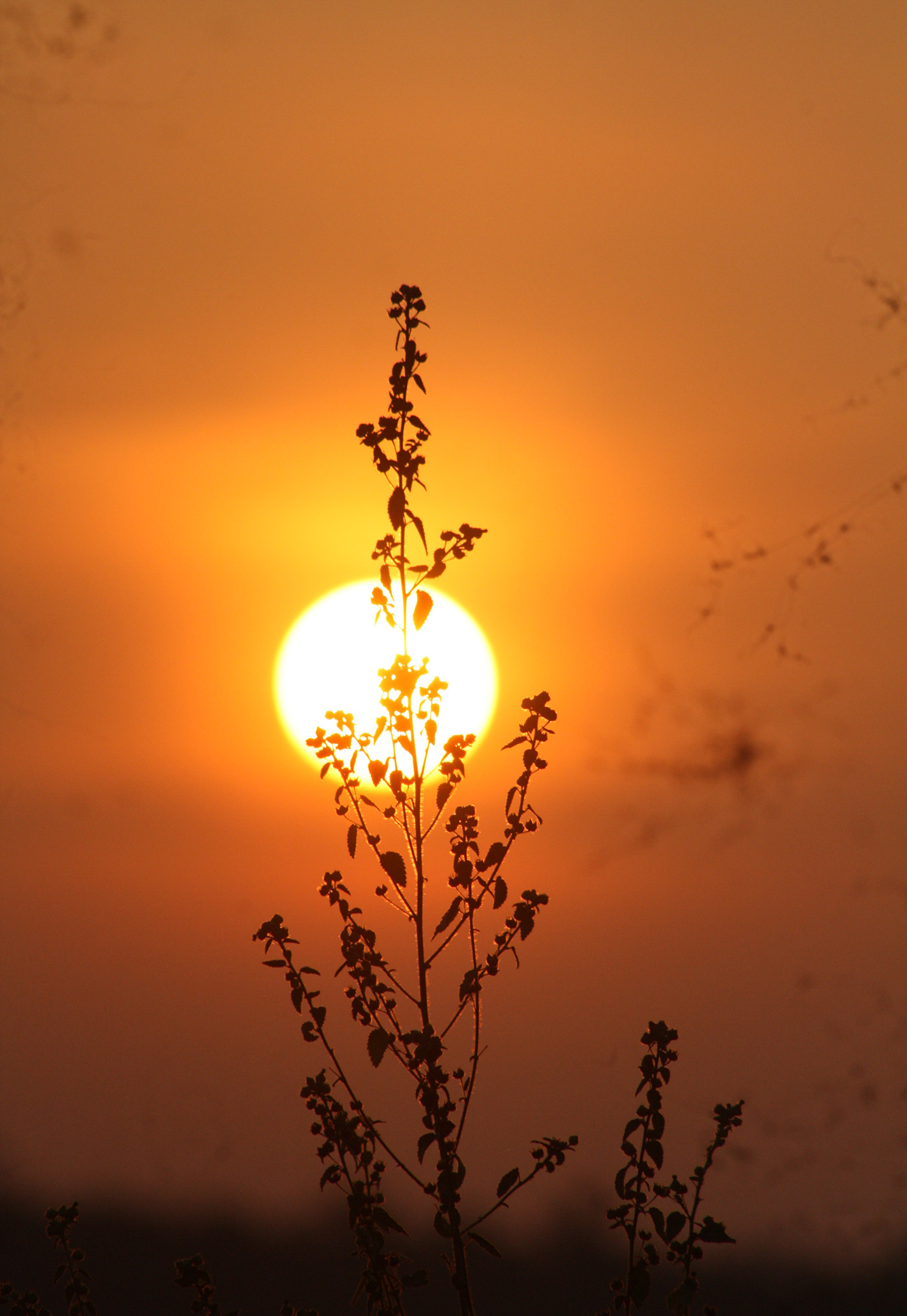 SKY sunset Sunrise Sun Canon Photography  Nature photoshoot mobile 450D