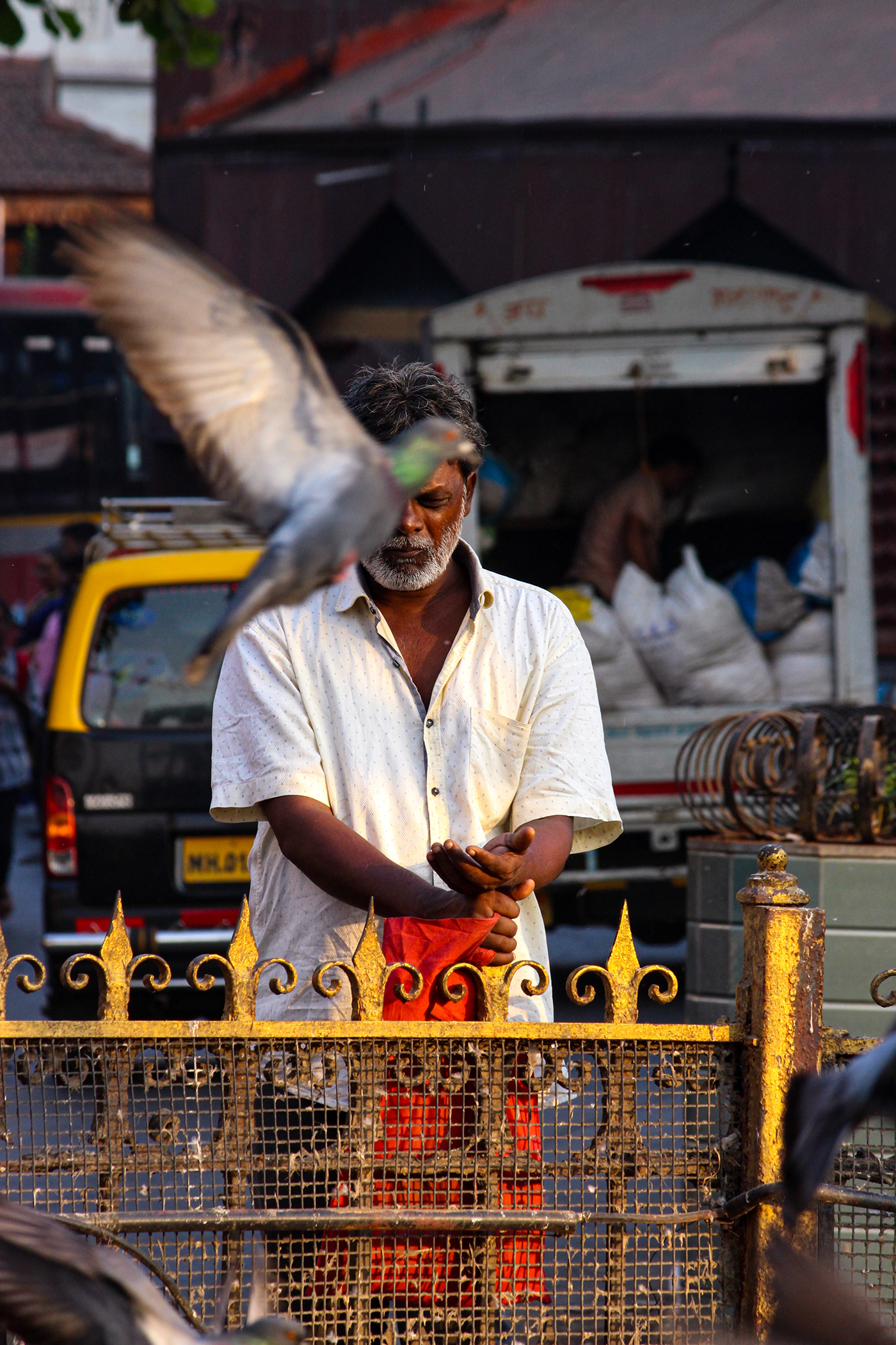 pigeons pigeoneyes birds Bird Photography street photography street photographer MUMBAI dadar Kabootar   streetsofindia
