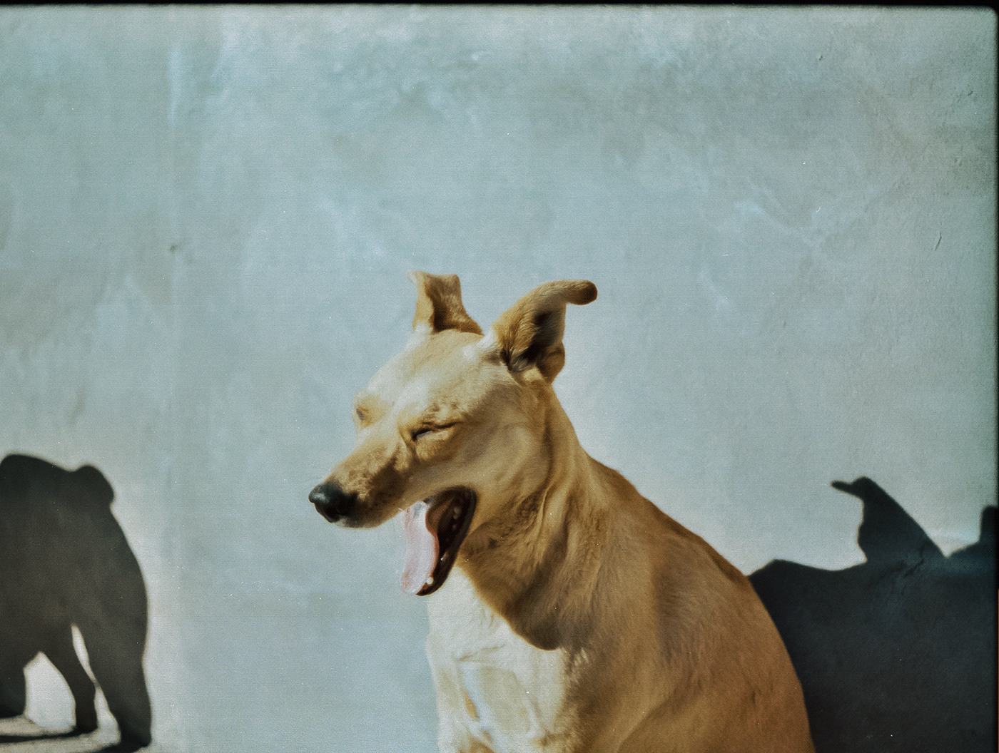 35mm analog photography Analogue dog film photography photographer photoshoot portrait Praktica