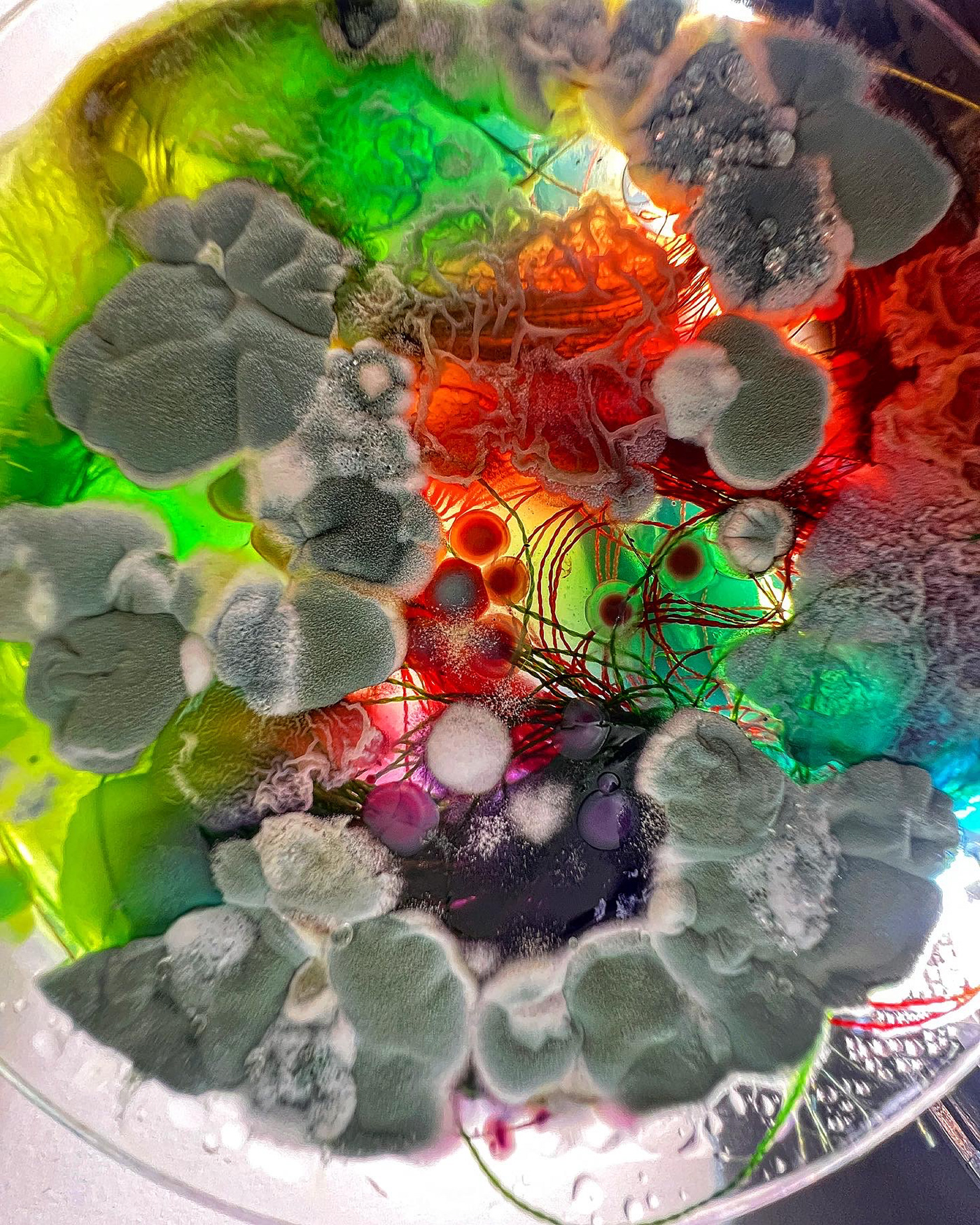 art biology closeup design fermentation Fungi inspo macro mood Mushrooms Nature pattern science
