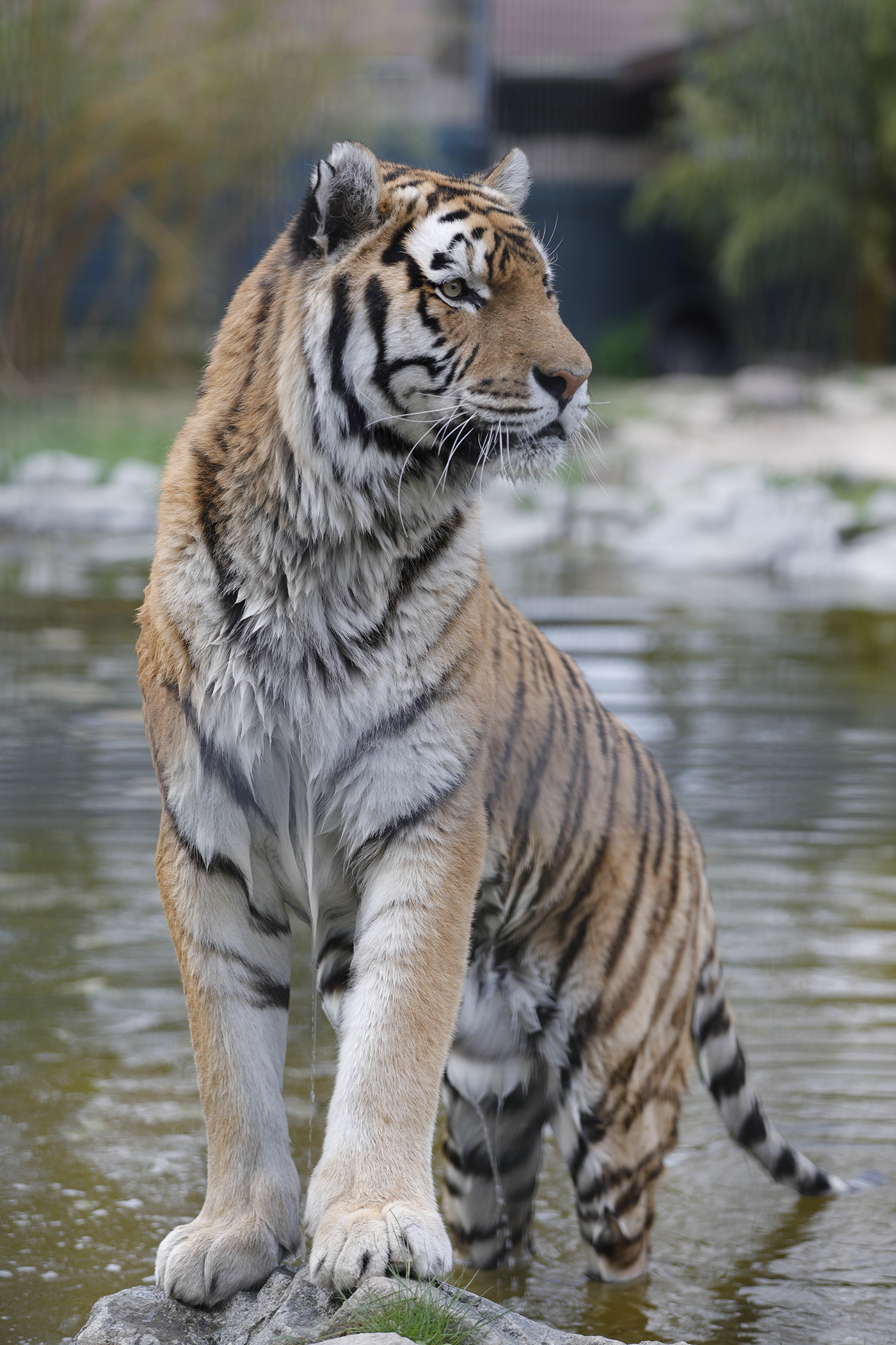 Lowe tiger Sibirien animal tier zoo tierpark Straubing Dangerous