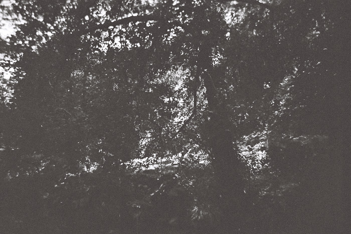 paredes de coura PDC black and white Filme 35mm Film   analog Lomography