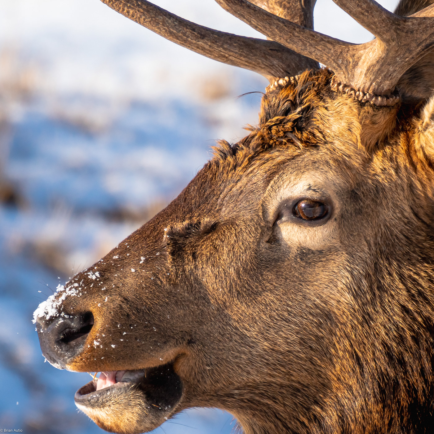 Colorado elk Nature Photography  rockies Rocky Mountains snow winter