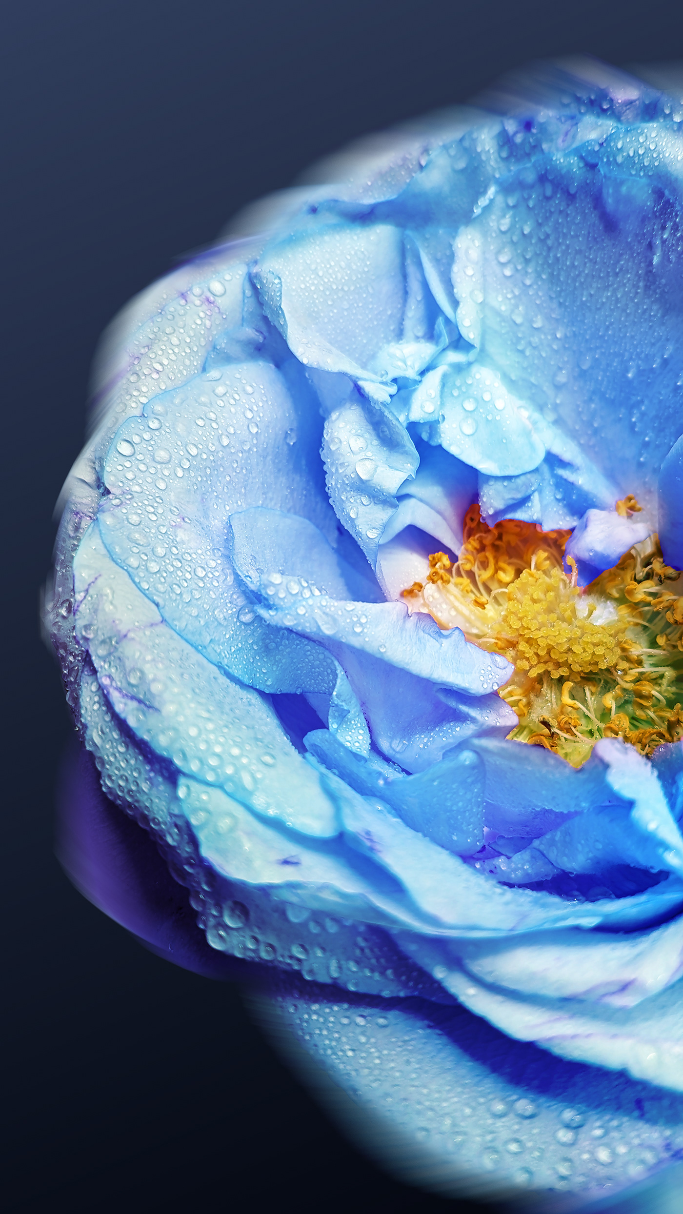 shelby hanlon Photography  photographer photoshop Adobe Portfolio blossom flower blue ice Macro Photography