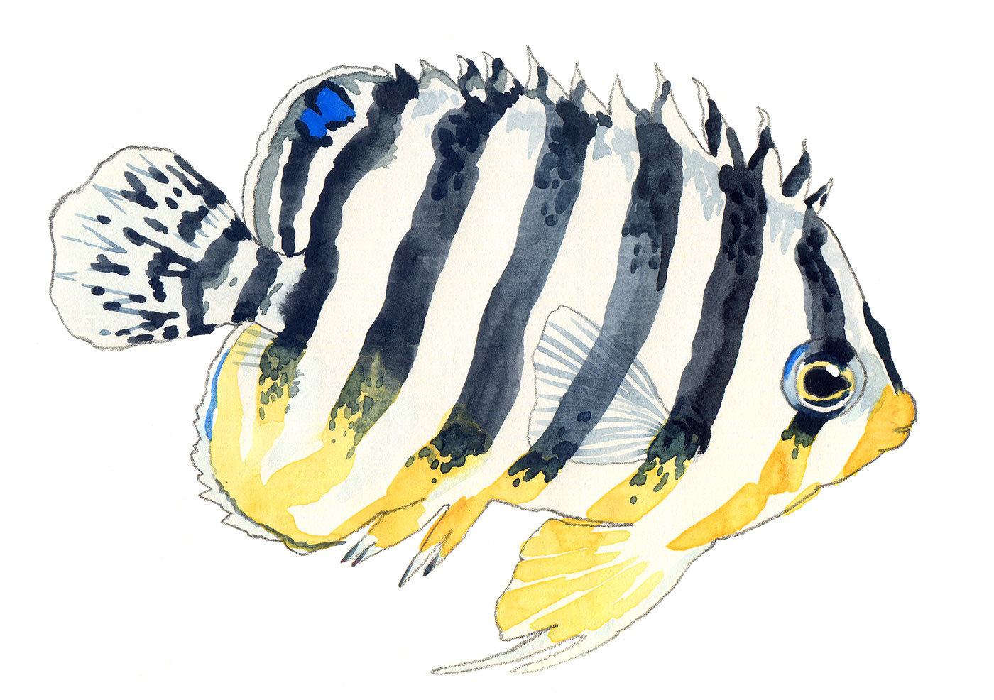 fishes reef fish watercolor sketch