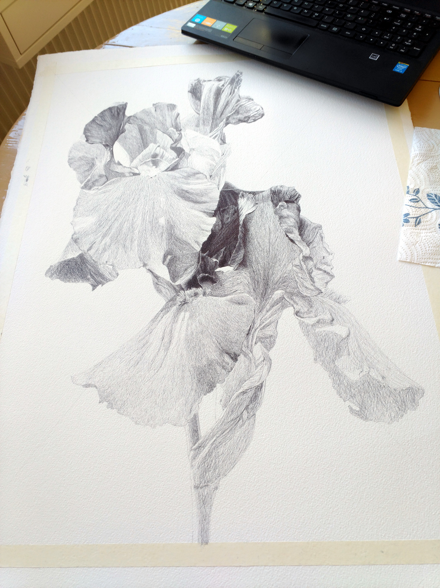 still life flower iris pen ink Drawing  ILLUSTRATION 