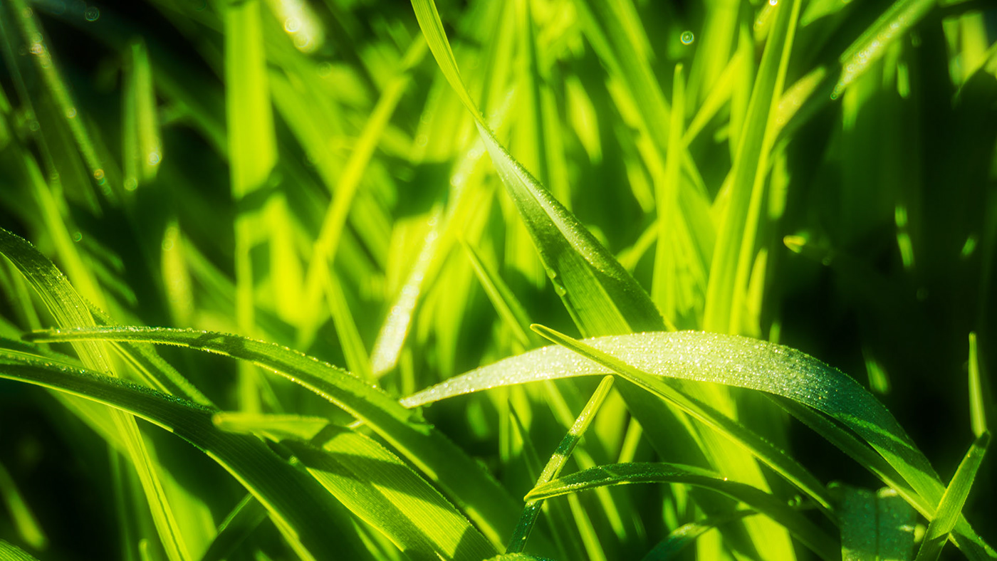 Dew macro photo green grass summer light Water Drops Wallpapers Sunny fresh