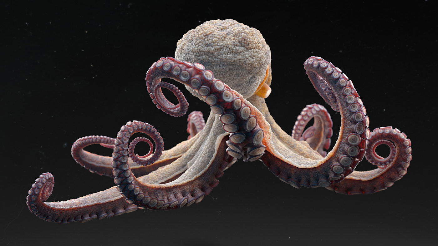 Lookdev texturing Sculpt creature Character modelling octopus sealife Render 3D