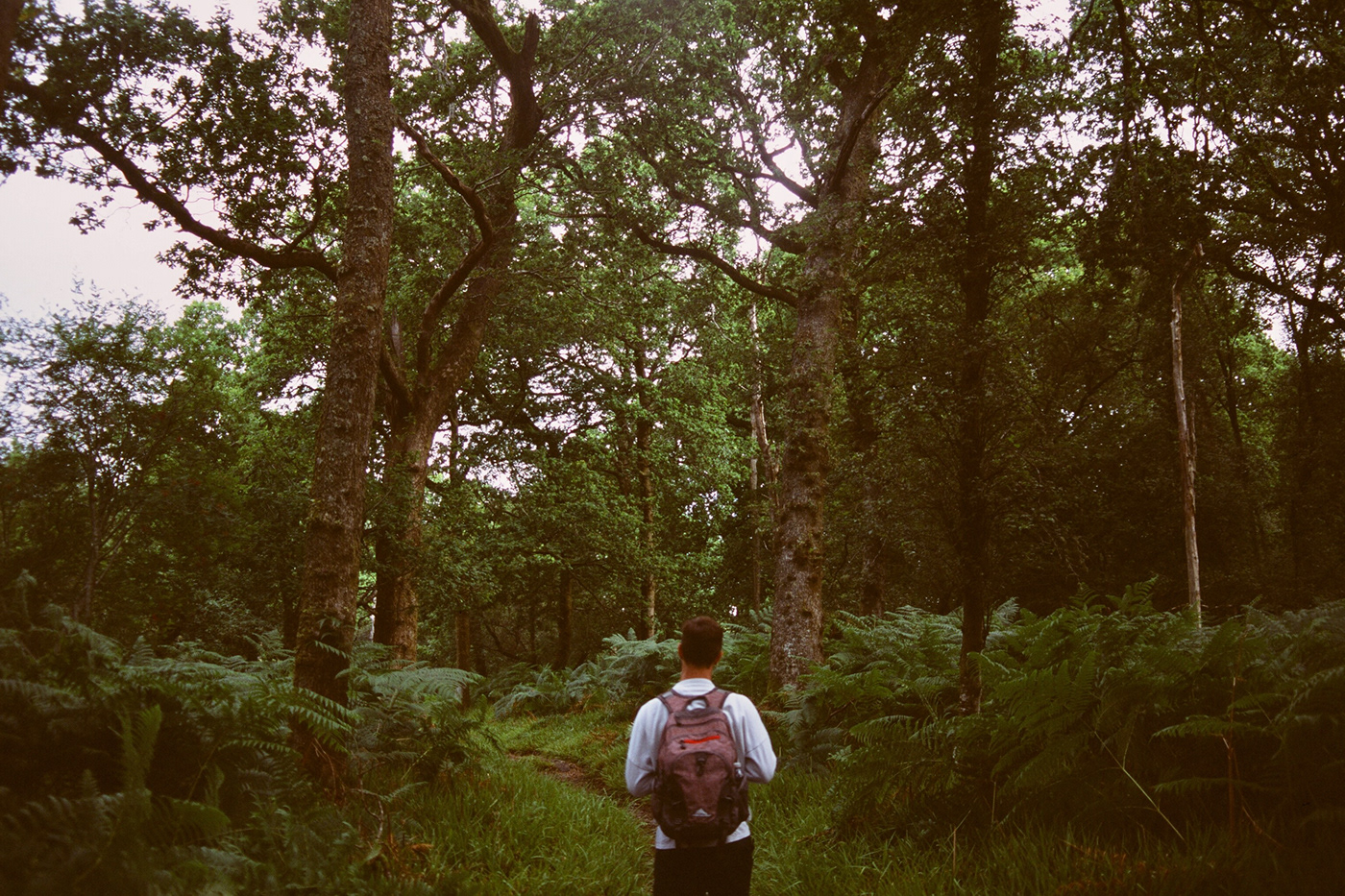 35mm analog Film   film photography forest fuji film Landscape Nature Photography  scotland