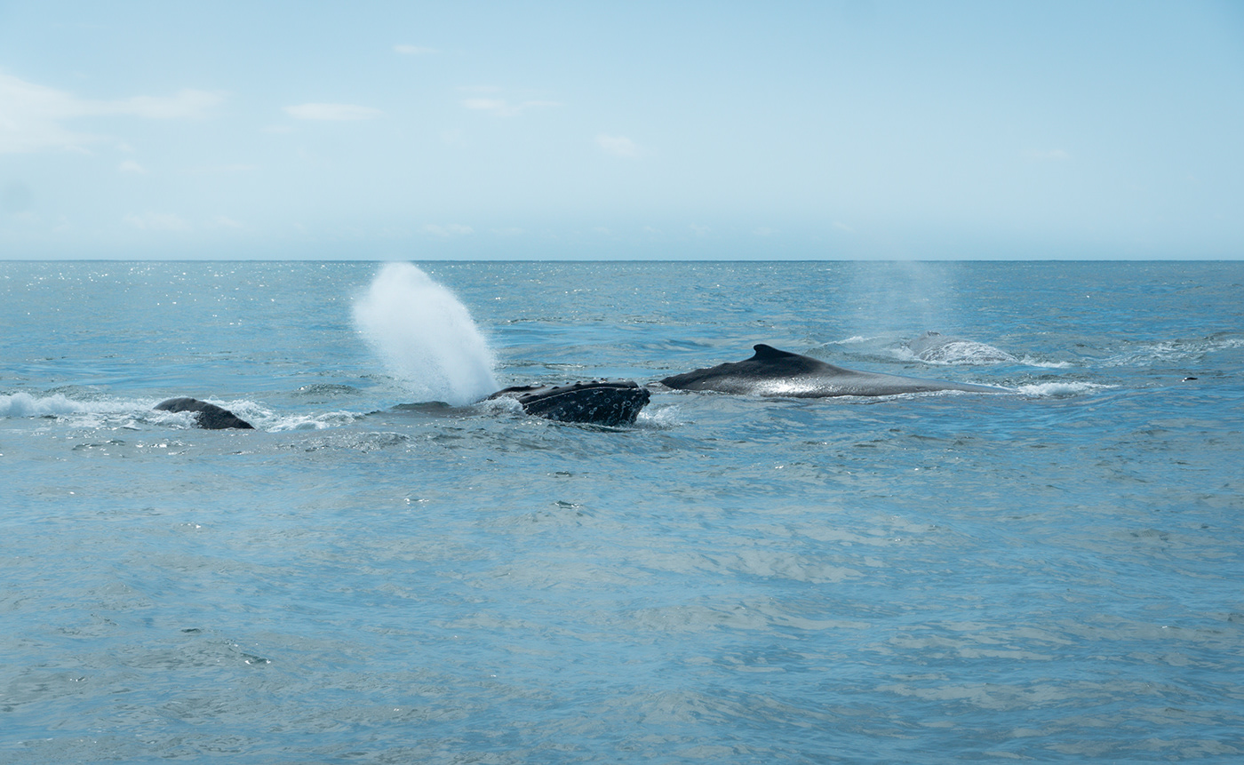 Whale whales jubarte foto Fotografia AVISTAGEM Baleia BALEIAJUBARTE baleias Observação