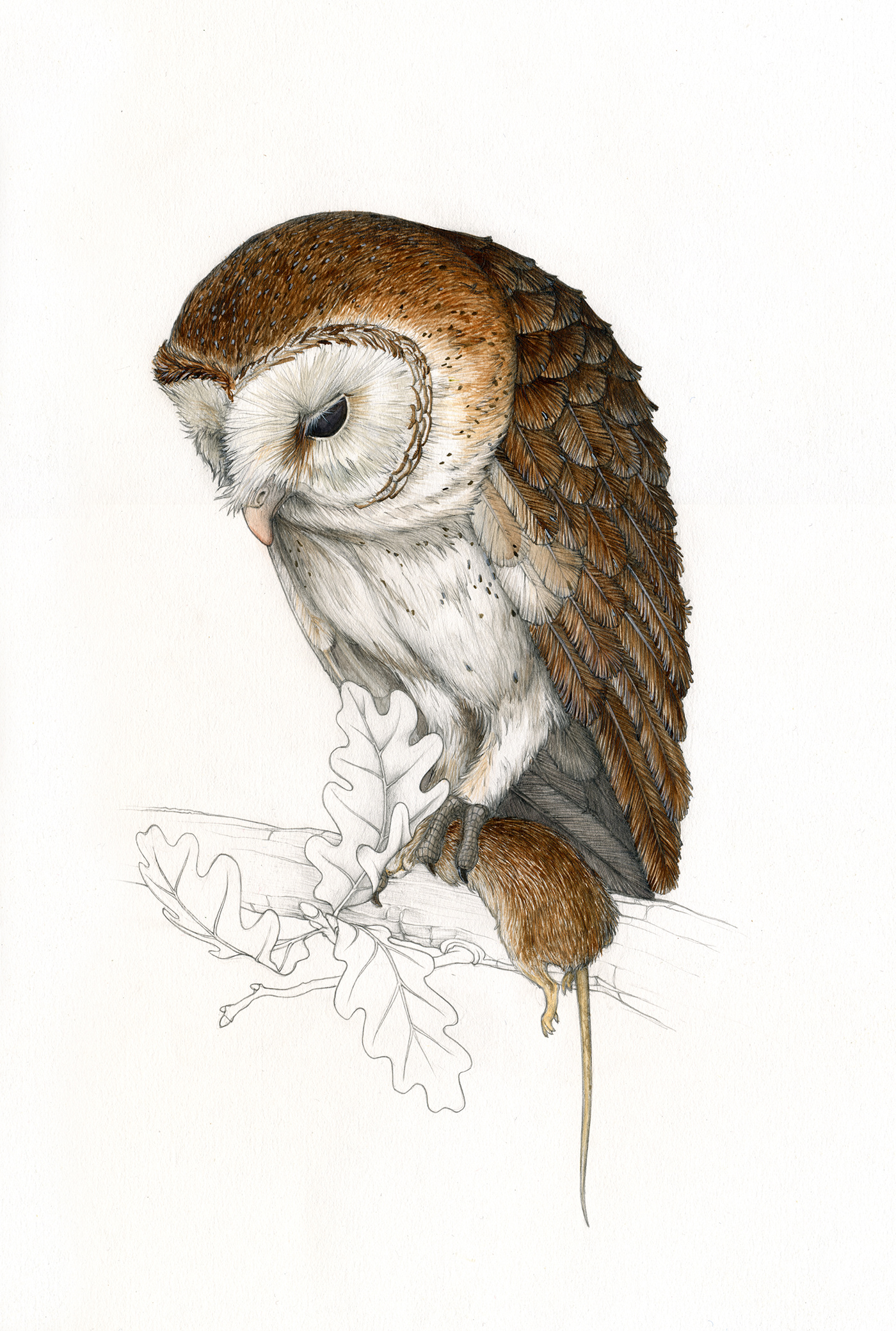 animal Drawing  graphite natural history owl painting   Popular Science scientific illustration watercolor watercolour