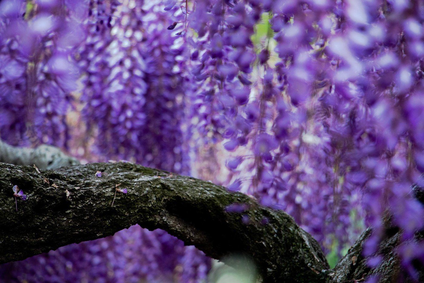 adobe lightroom flower japan Nature photo Photography  Picture wisteria
