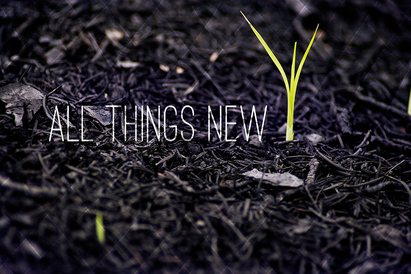 all things new Easter Sermon series egg Hunt spring green beginning Start over bunny Holiday